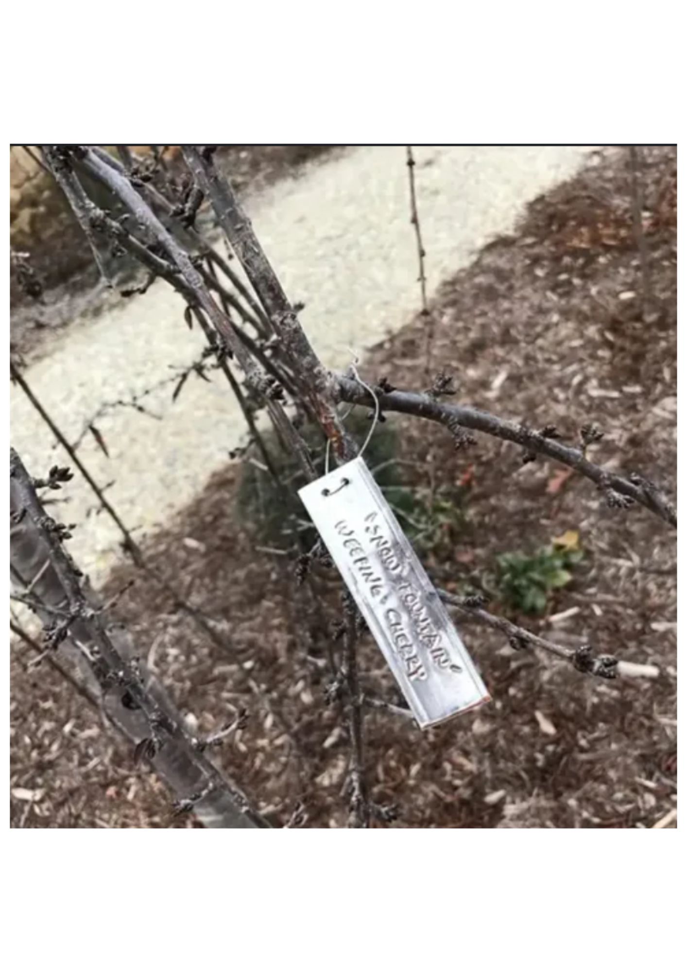 Etiquetas para plantas - Imagen 5